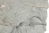 Fossil Crinoid Plate (Four Species) - Crawfordsville, Indiana #197538-4